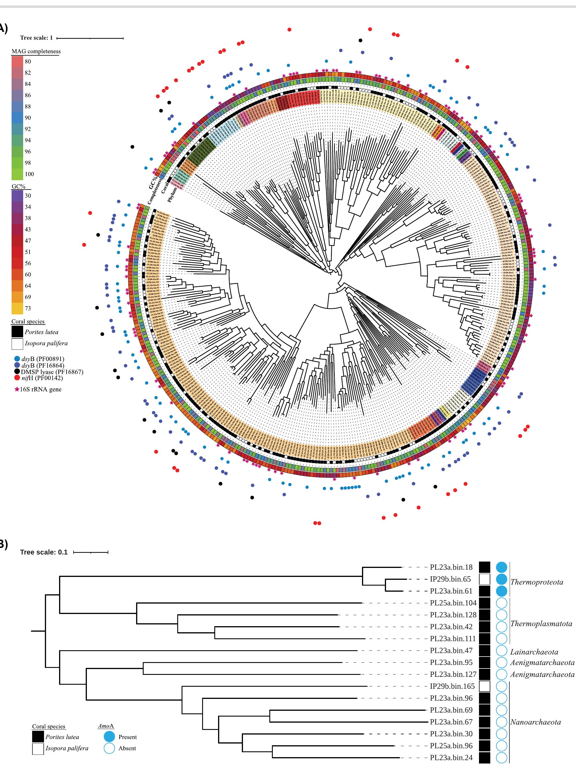 (PDF) Genomic view of the diversity and functional role of archaea and ...