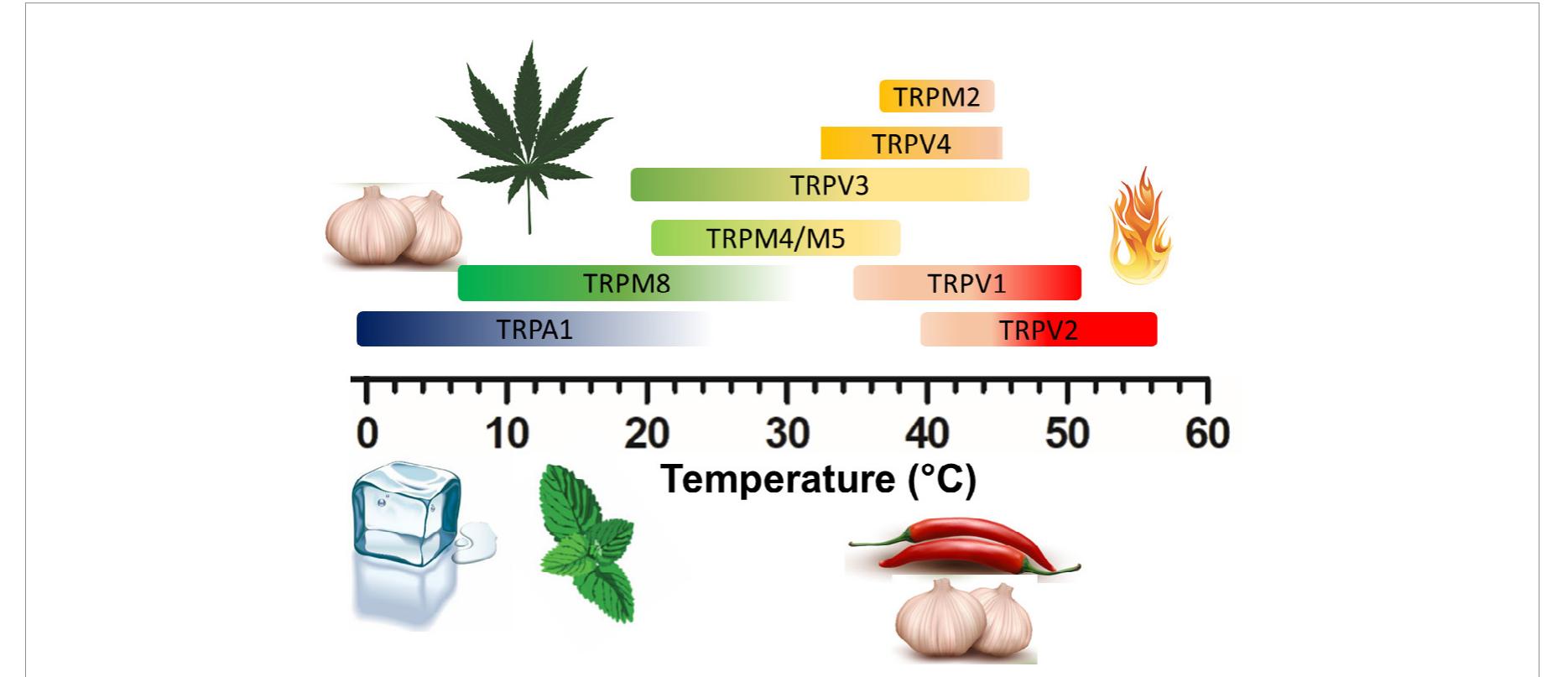 (PDF) Thermally-activated TRP channels: Molecular sensors for ...