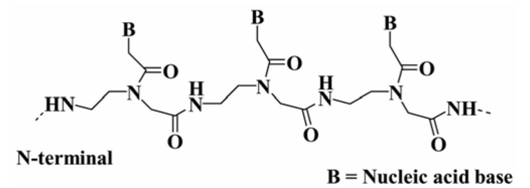 Chemical structure of peptide nucleic acid.