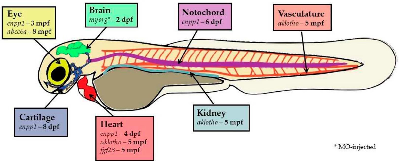 Figure 1 - from Zebrafish Models to Study Ectopic