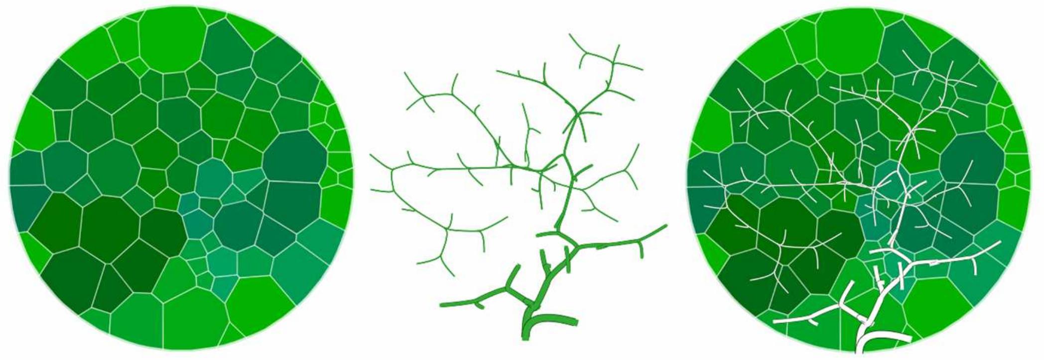 (PDF) Visualizing Biodiversity with Voronoi Treemaps