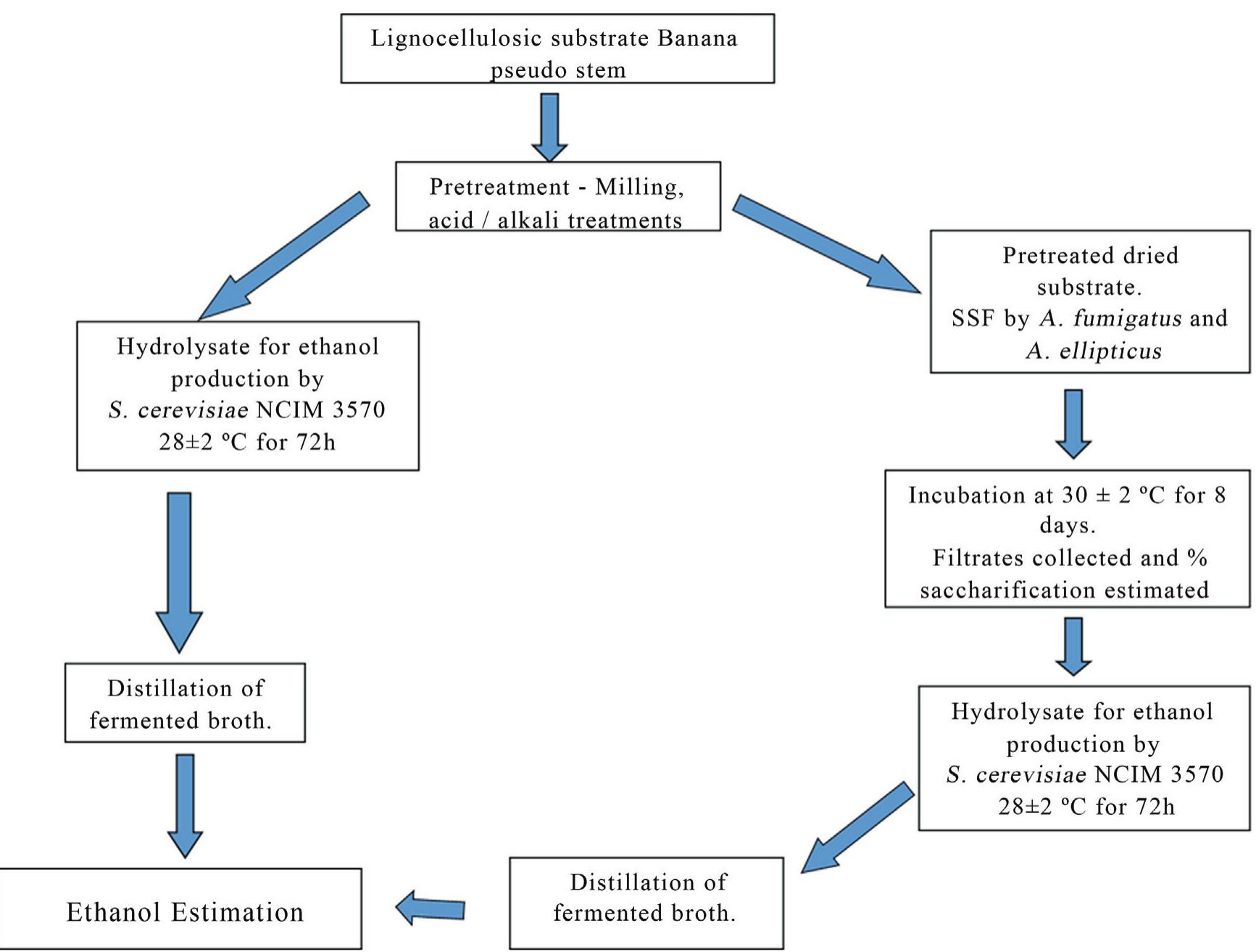 (PDF) Production of bioethanol using agricultural waste: banana pseudo stem