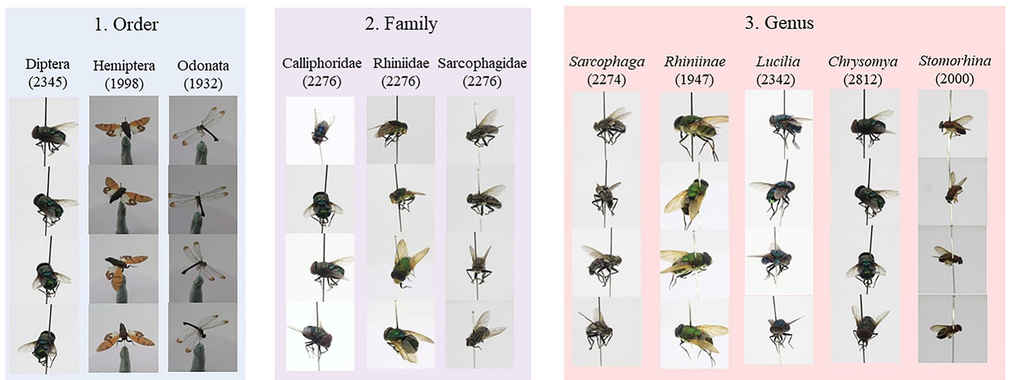 (PDF) Next generation insect taxonomic classification by comparing ...