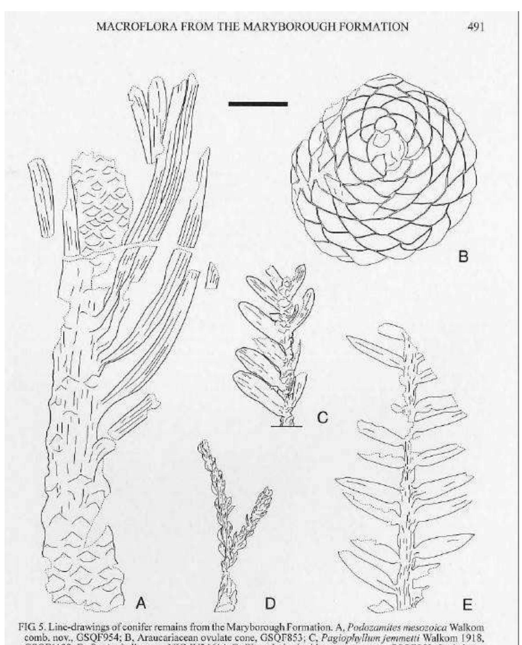Figure 5 - from Revision of an Early Cretaceous macroflora