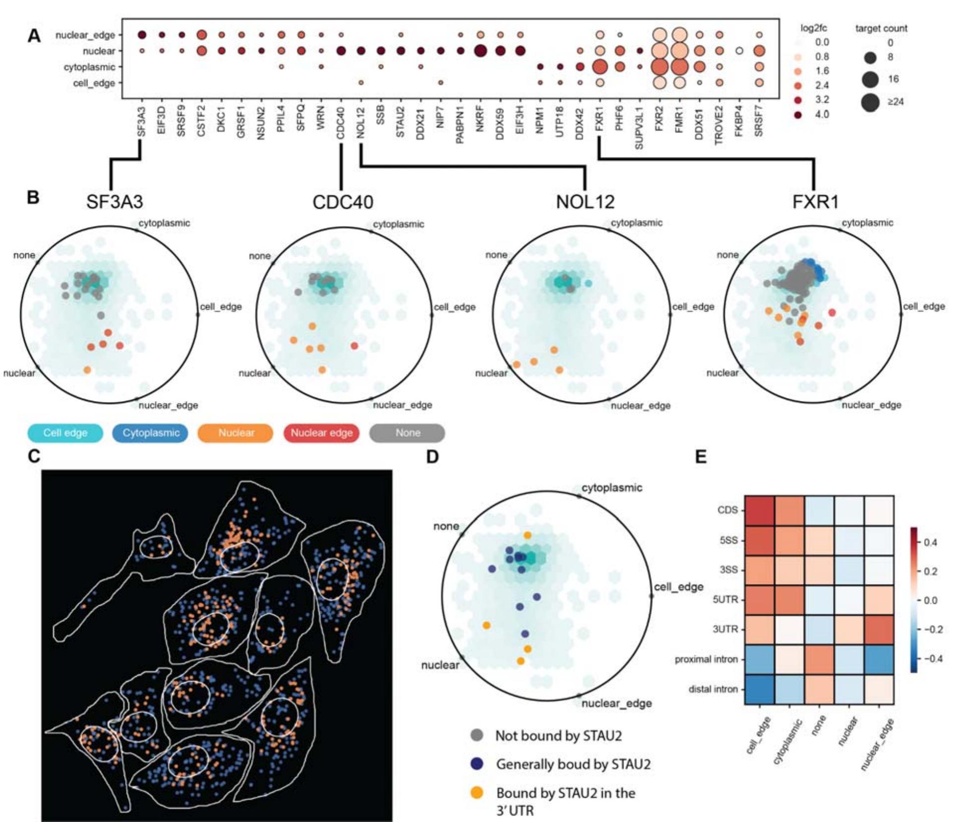 (PDF) Bento: A toolkit for subcellular analysis of spatial ...