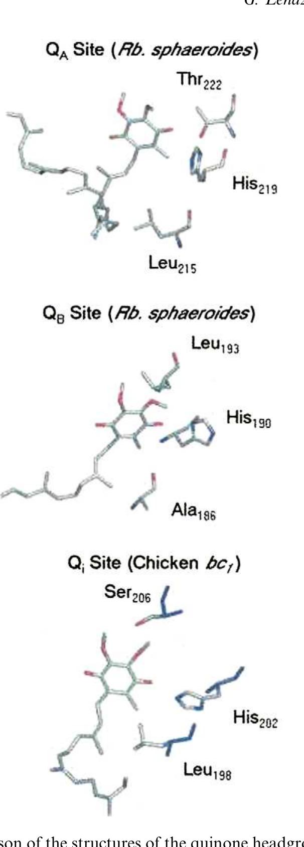 PDF) Mitochondrial targeting of quinones: therapeutic implications