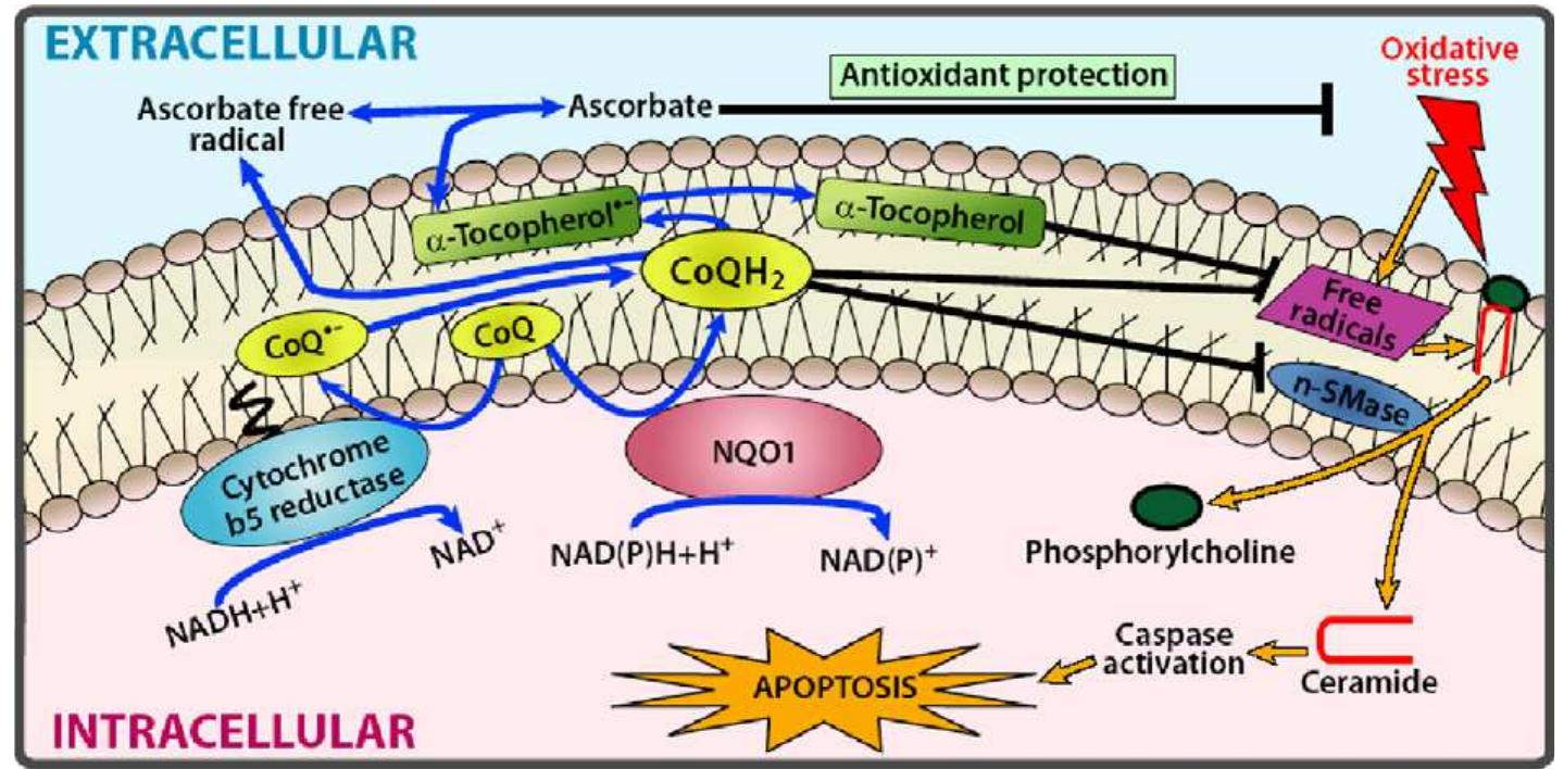 Polyketide Derivatives from the Endophytic Fungus