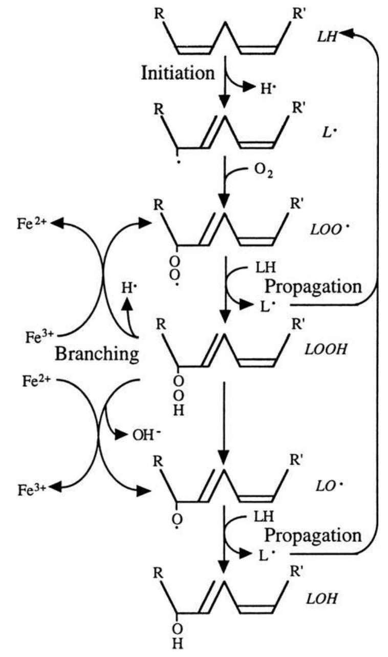 PDF) Mitochondrial targeting of quinones: therapeutic