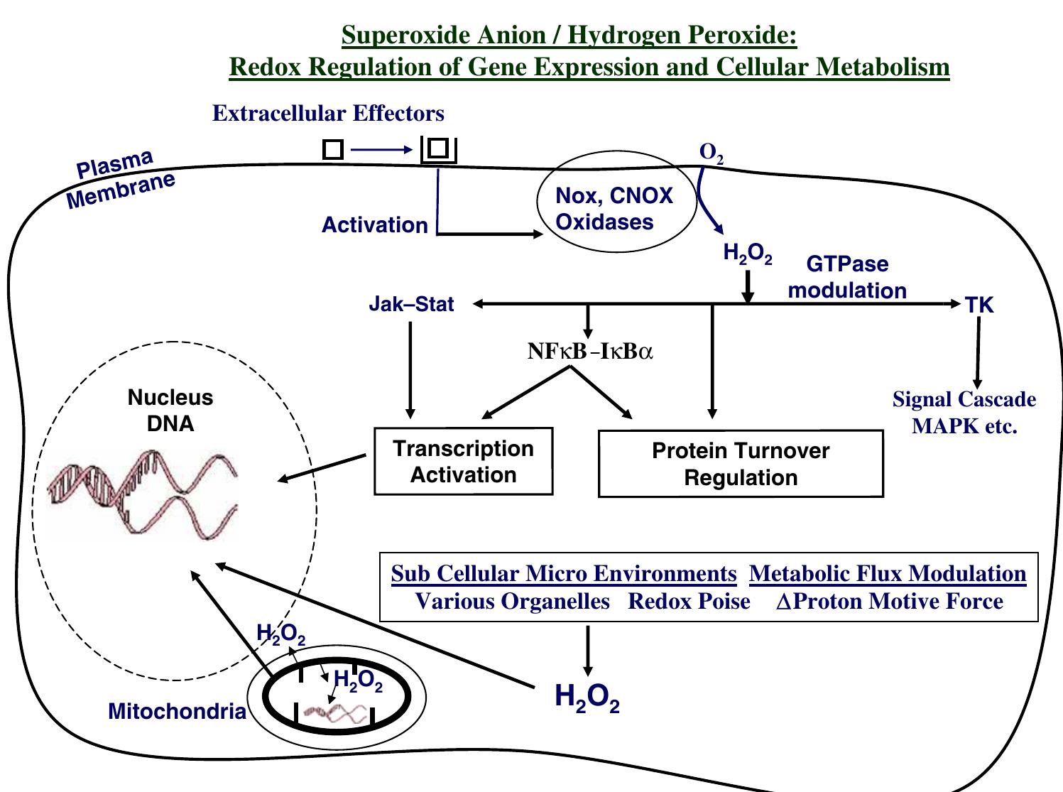 PDF) Mitochondrial targeting of quinones: therapeutic