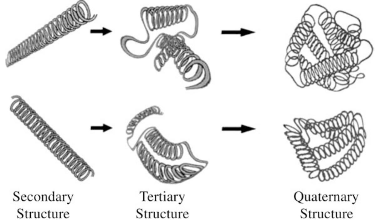 2 the same polypeptide chain (folded as a secondary