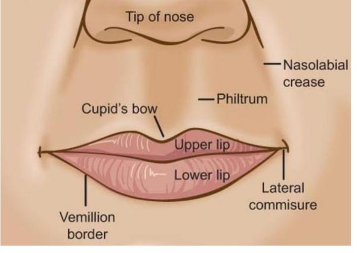 Anatomy of lips. anatomy of lips