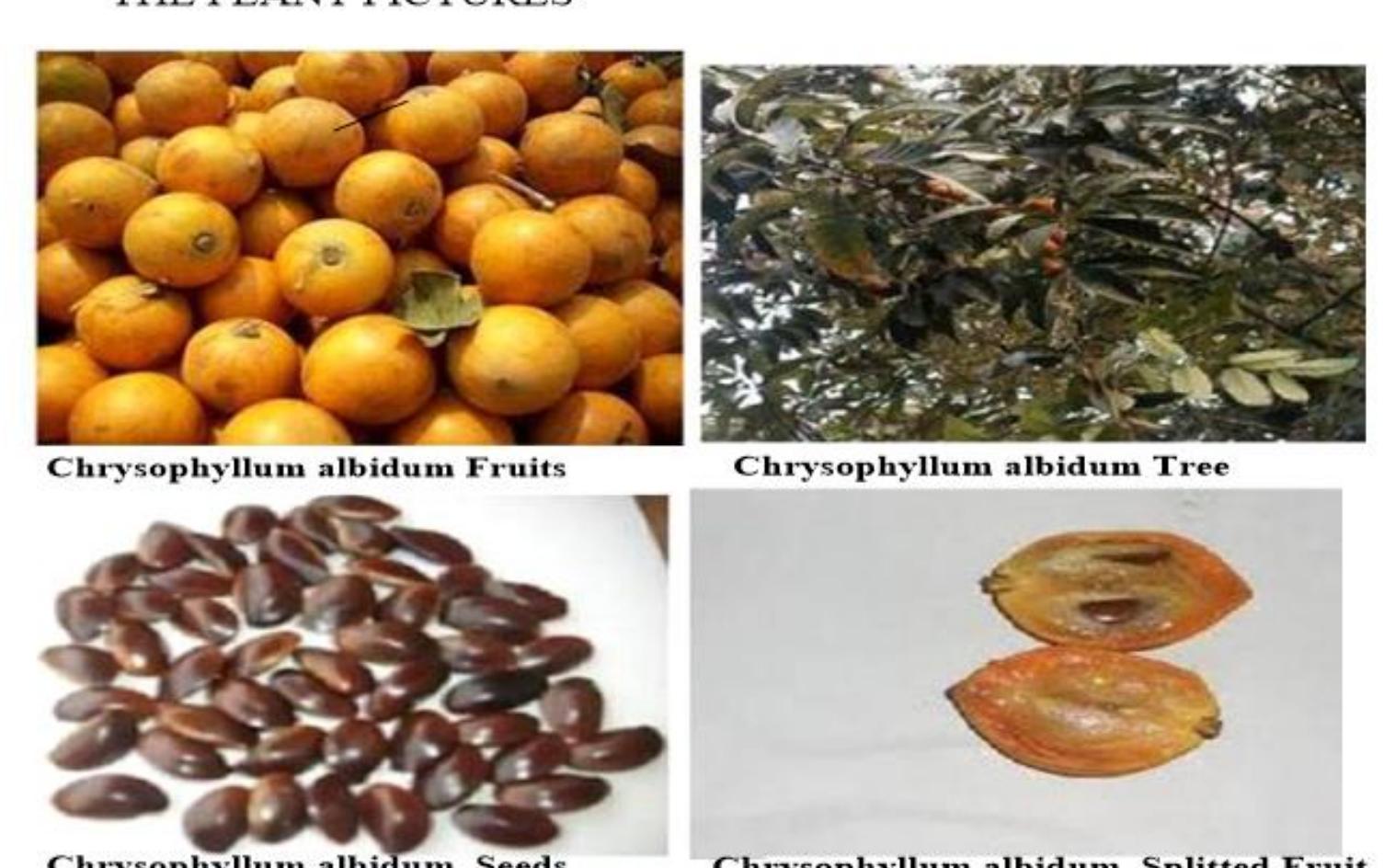 Figure 1. Fruits, Leaves and Seeds of Chrysophyllum albidum 