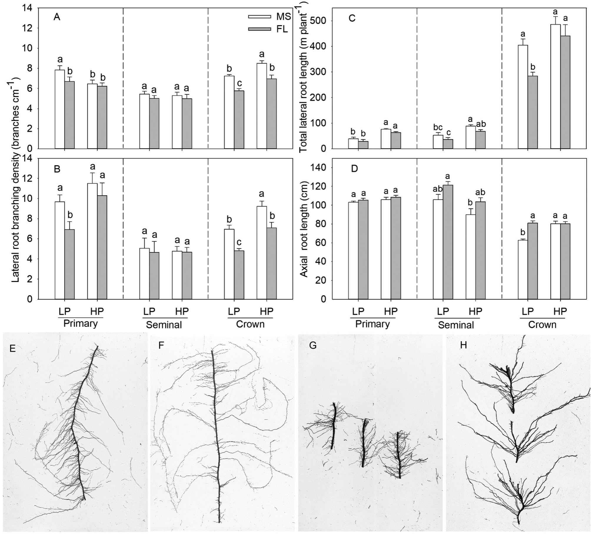 (PDF) Greater lateral root branching density in maize improves ...
