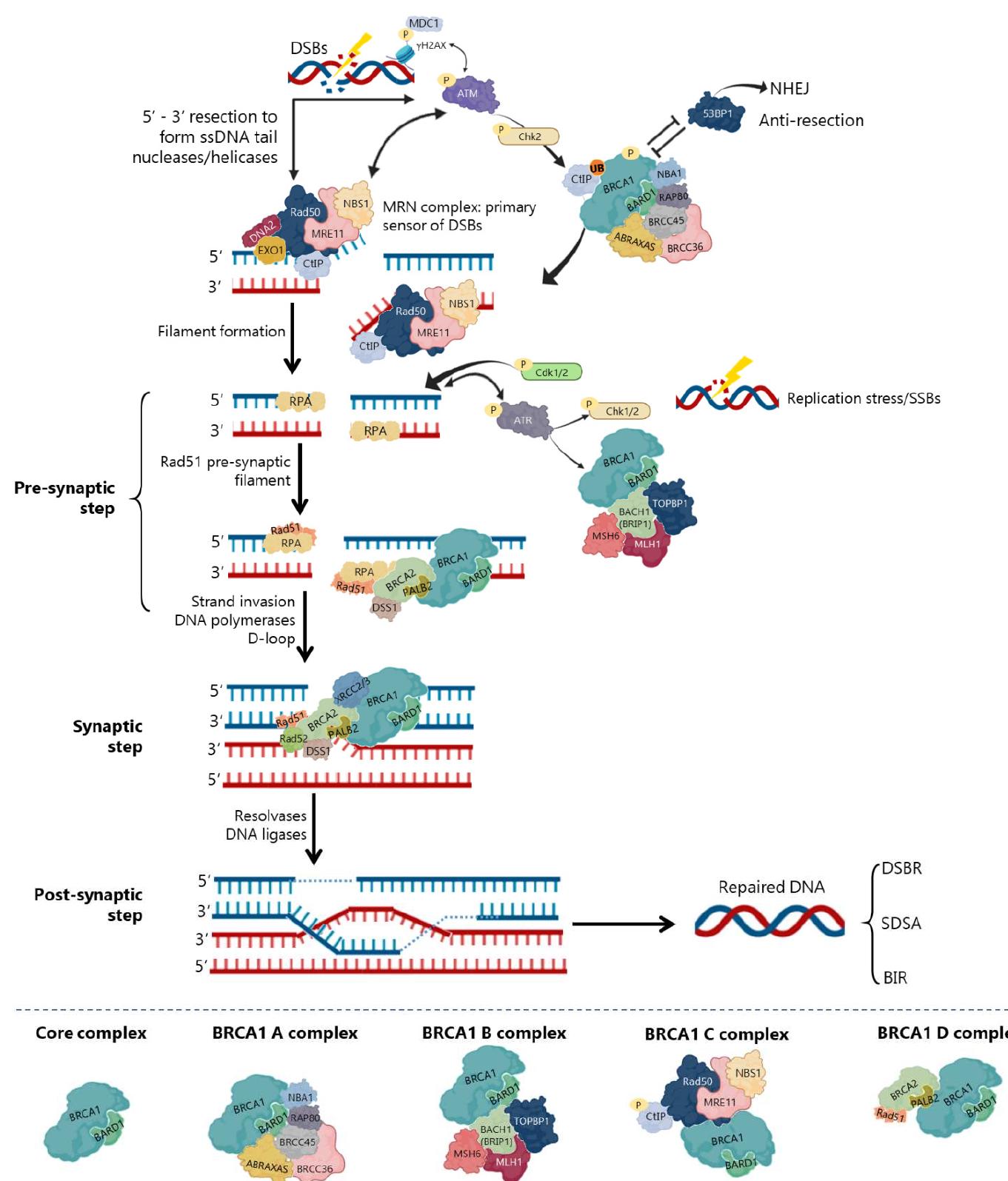 Ssdna Loop Inhibitors of the ddr pathway that reached clinical trials.