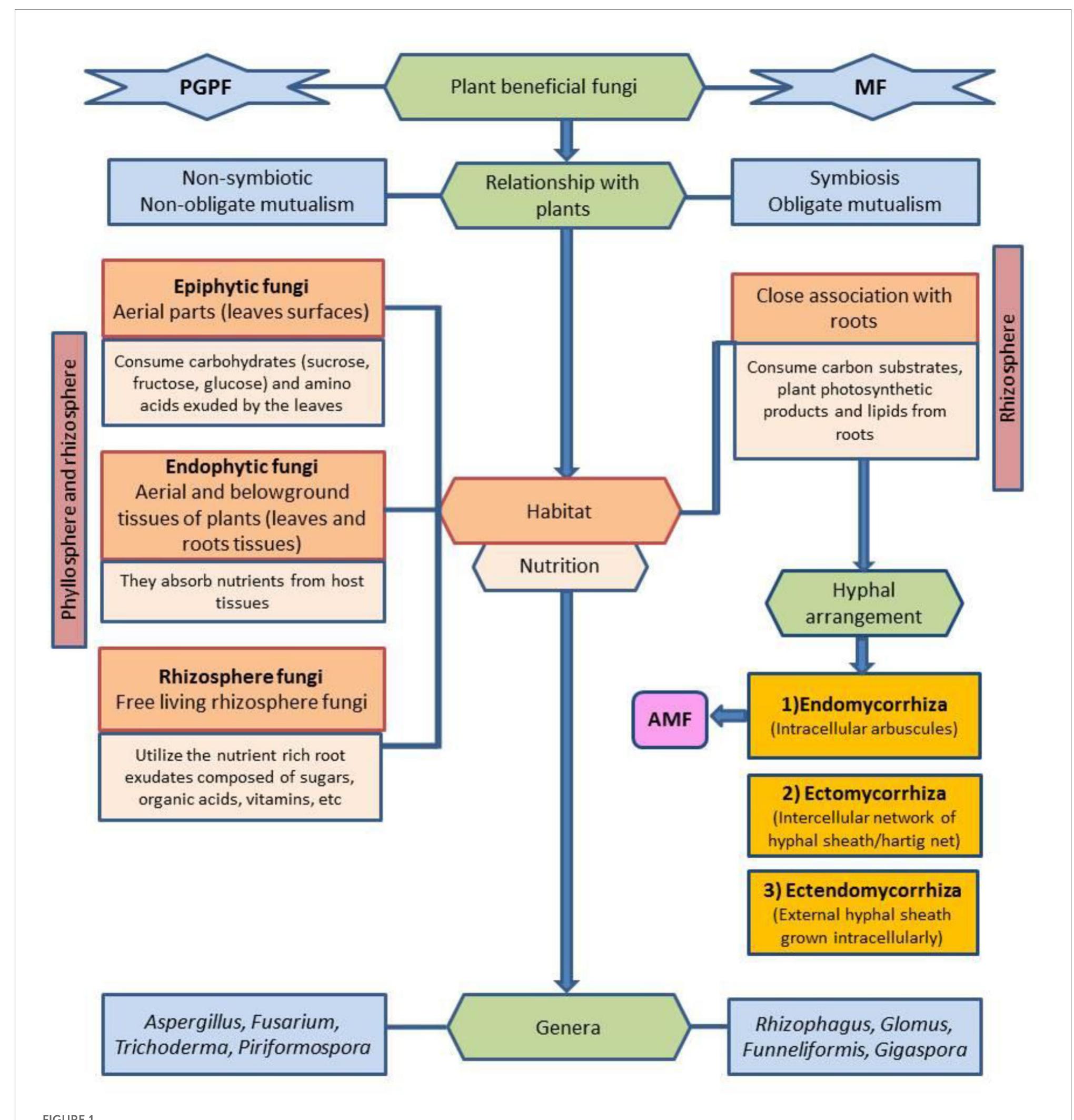 Schematic illustration of classification of beneficial fungi