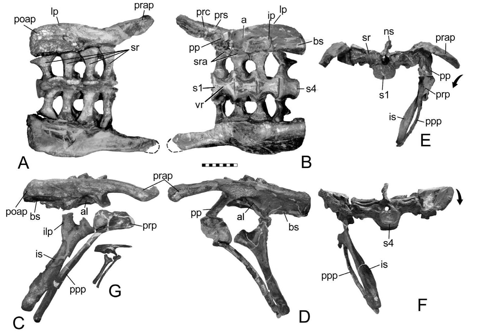 (PDF) Pelvis of Gargoyleosaurus (Dinosauria: Ankylosauria) and the ...