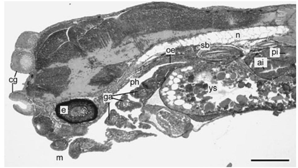 Discus Fish Larvae (PDF) Histological development of digestive tract in discus ...