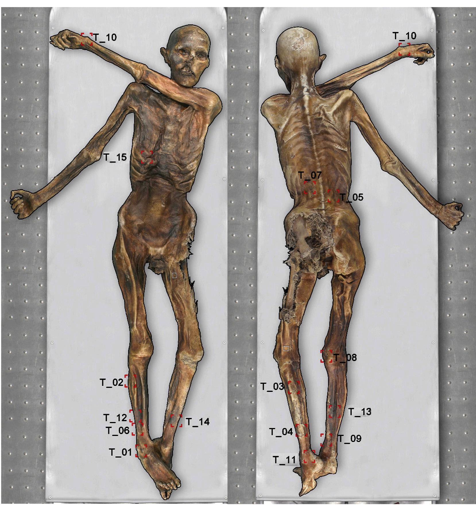 pdf-the-world-s-oldest-tattoos