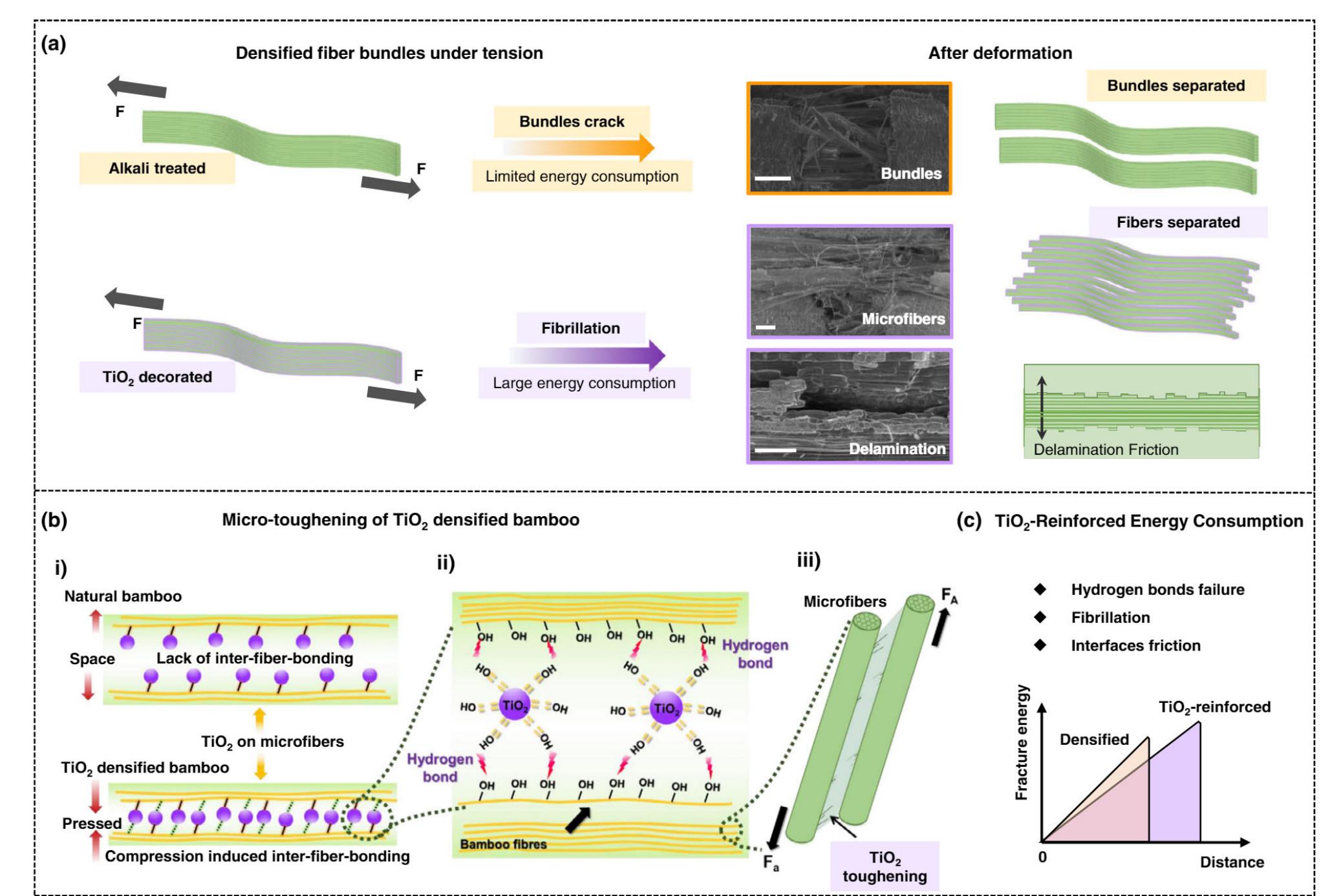 | schematic diagram of the salient mechanisms of how tio,