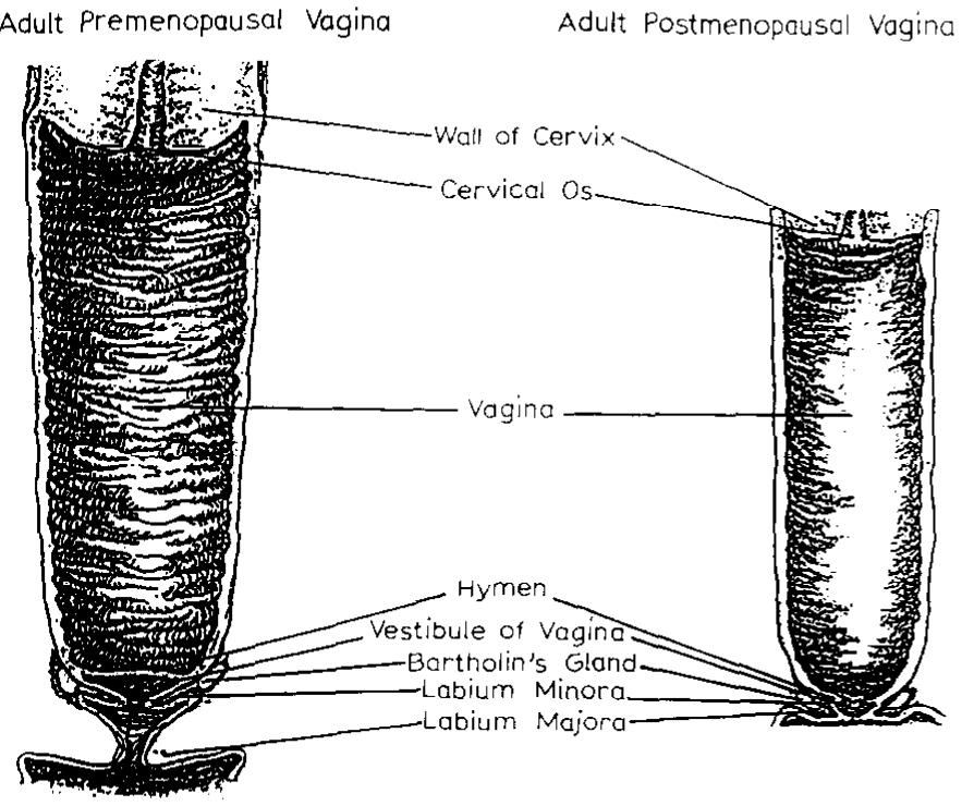 Bioadhesion Fig T Depiction Of The Human Vagina And bioadhesion-fig-t-depiction-of-the-human-vagina-and