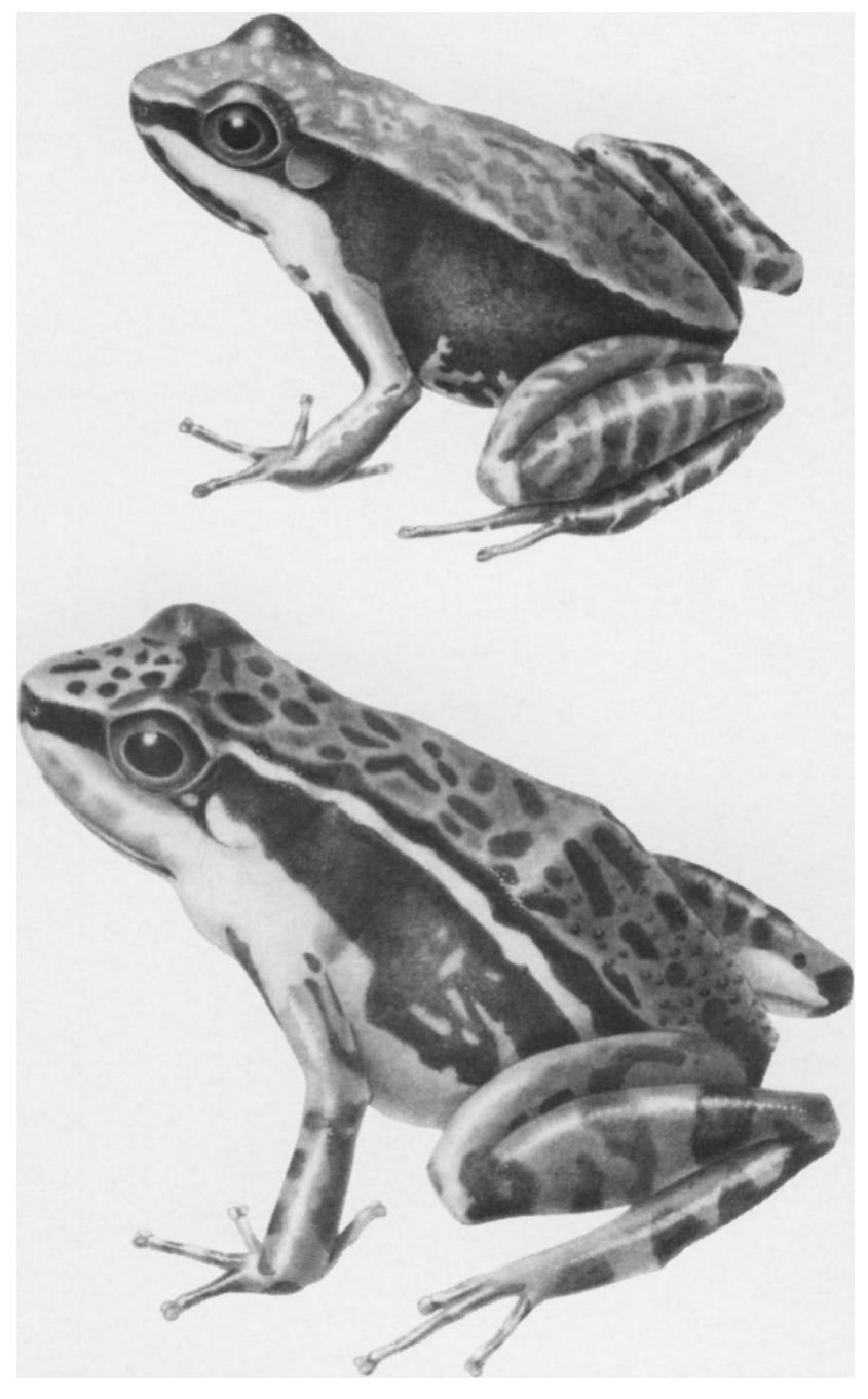 (PDF) Duellman and Simmons 1988-Two new species of dendrobatid frogs ...