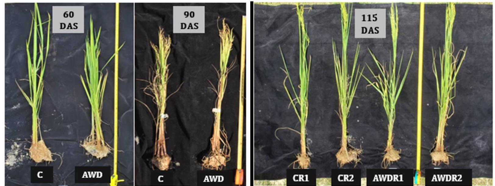 (PDF) Alternate Wetting and Drying (AWD) on Rice Irrigation
