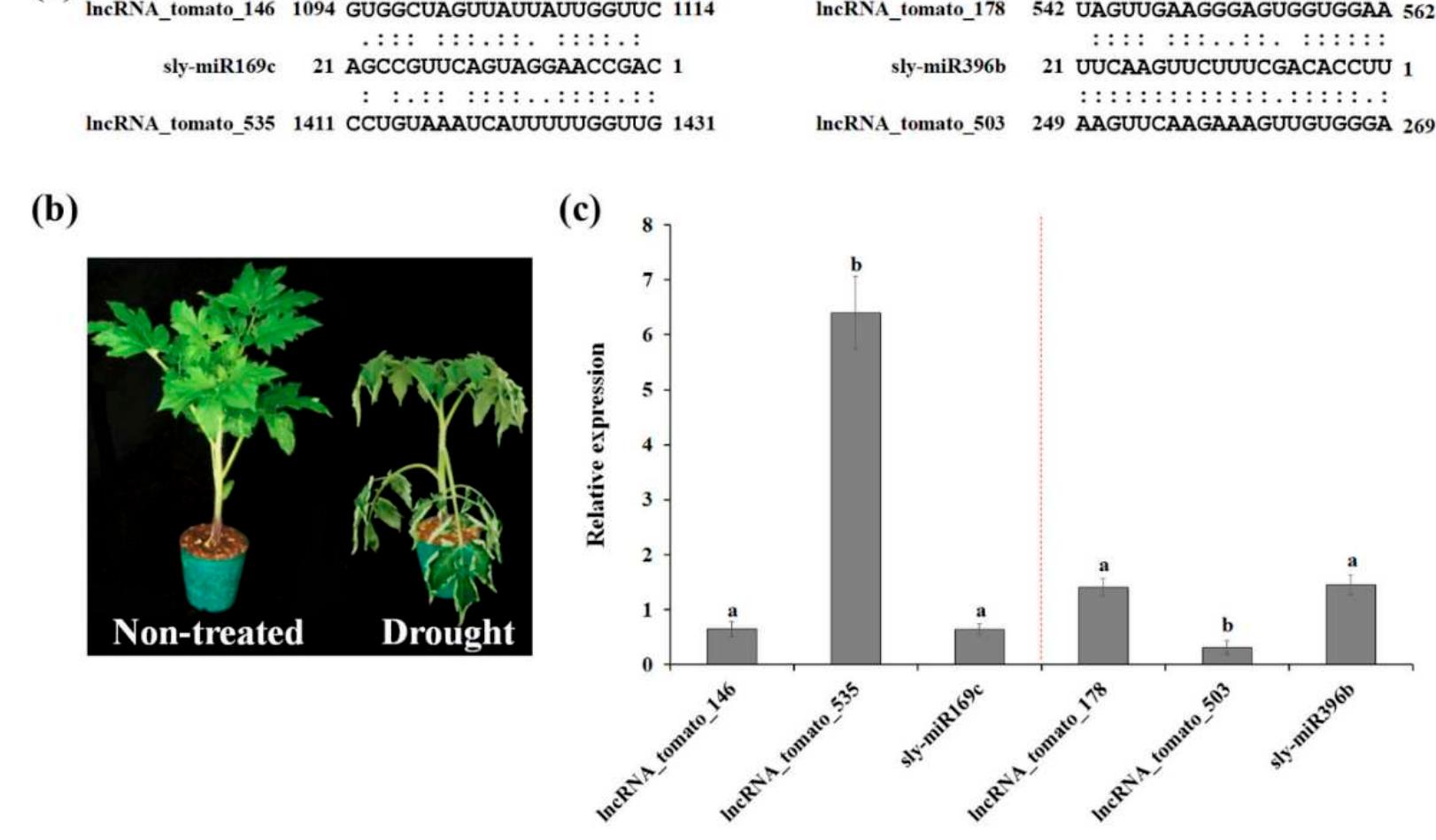 (PDF) Identification and Functional Prediction of Drought-Responsive ...