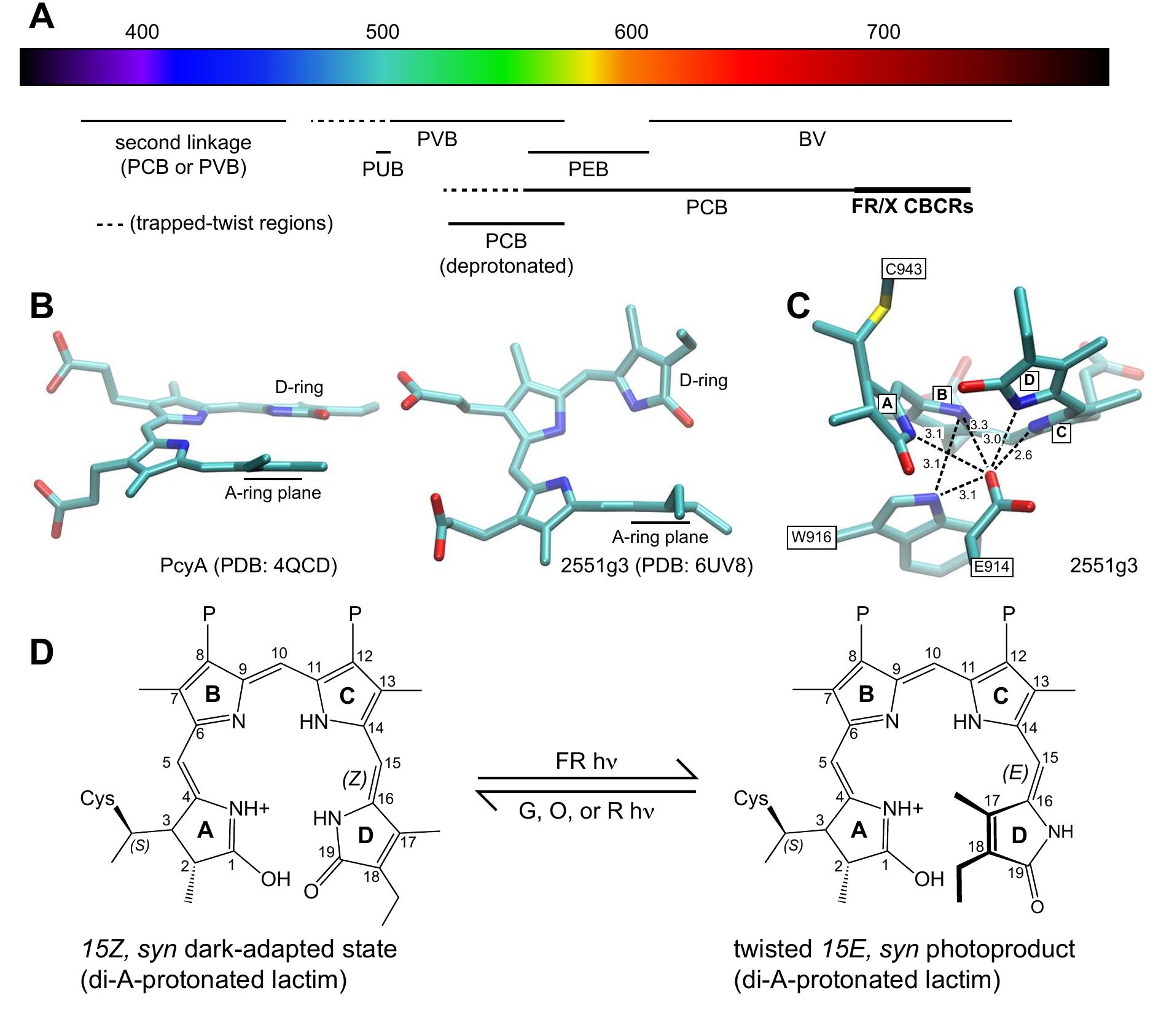 Figure 4 - Molecular Basis of Far-red Sensing in