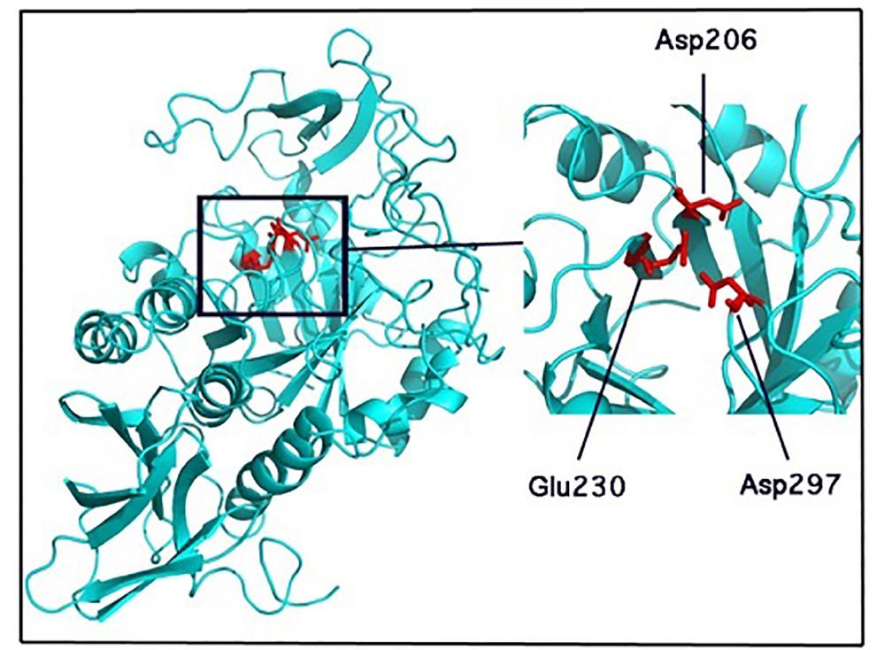 3d structure of alpha-amylase from a. oryzae (taa). the