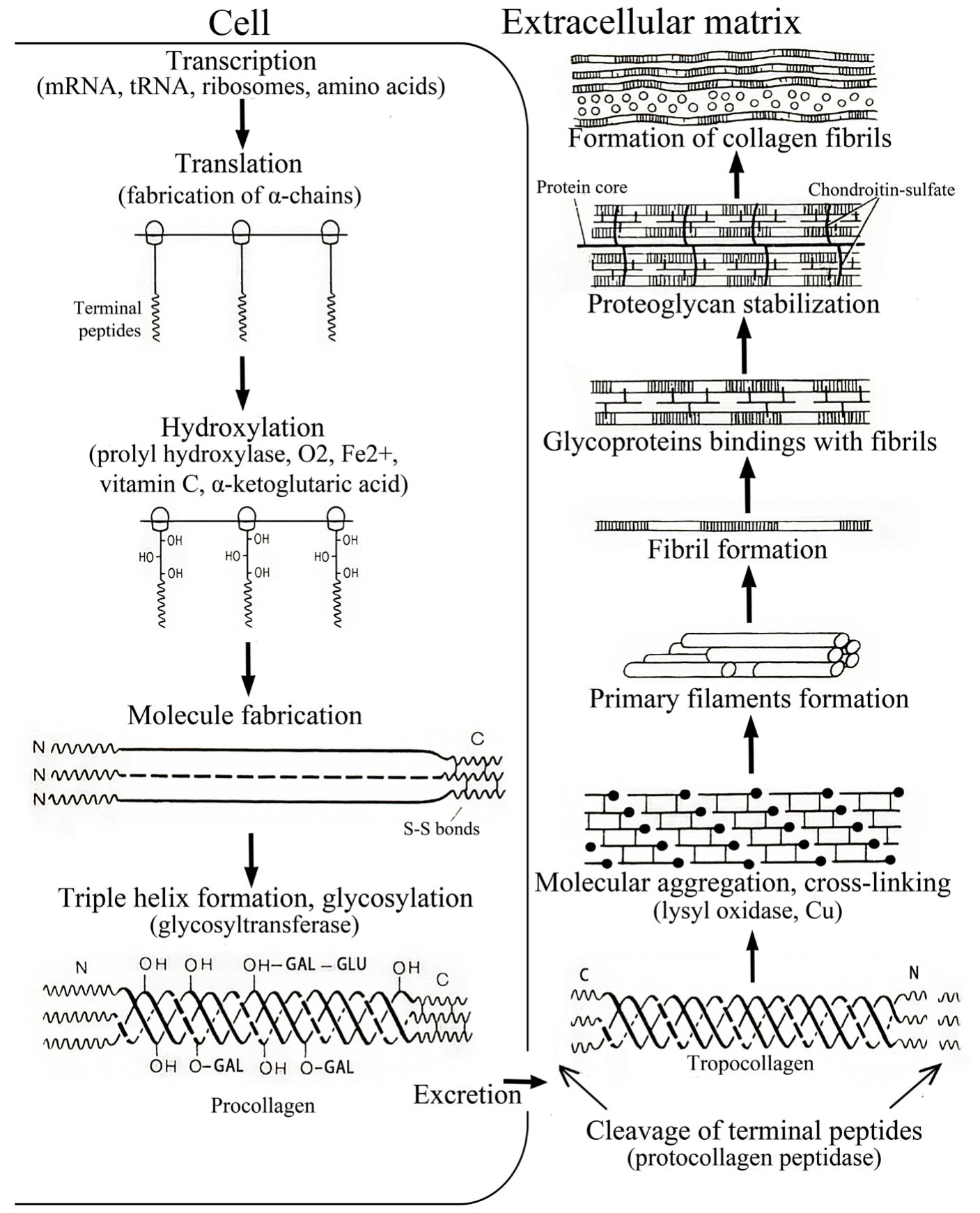 (PDF) Medical applications of collagen and collagen-based materials
