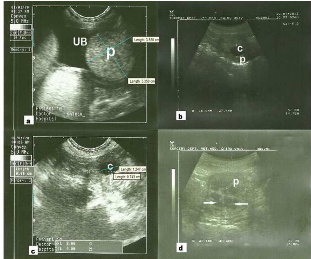 (PDF) Ultrasonographic Abnormalities in Canine Urinary and Prostatic ...