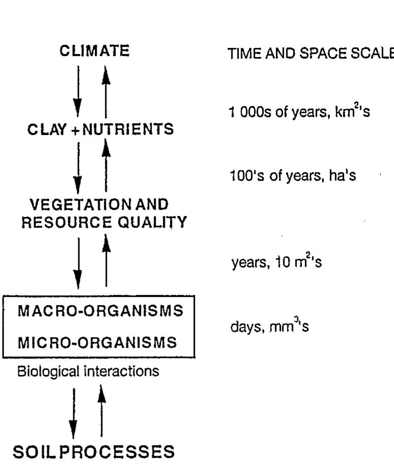 Figure 1. - A hierarchical model of determinants of soil processes (Lavelle et ai., 1993).