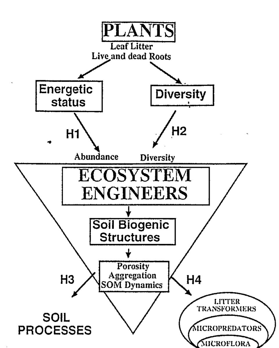 Figure 2. ~ Relationships between biodiversity of soil invertebrates and soil function, incorporating four hypotheses. H1: that the size of engineer populations can be affected by shortages and surpluses of organic materials, as well as by its quality (C/N ratio); H2: that engi- neer diversity tracks the diversity of live plants; H3: that engineer diversity and soil structural heterogeneity are causally linked; H4: that engineers are keystone species, generating associated communities of liter transformers, microfauna and microflora. The biodiversities of these groups are nested such that engineer diversity also promotes diversity at other trophic levels (Lavelle, 1996).