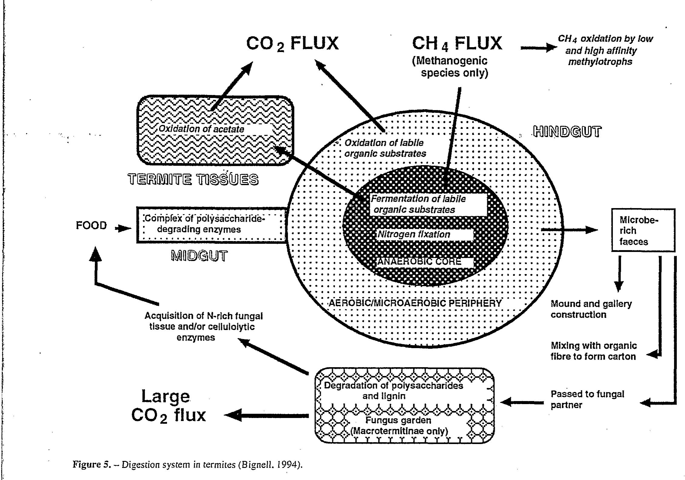 et al., 1979; Bignell et al., 1991). However, little firm information exists concerning the nature of the sub- strates degraded. Despite the expectation that polyaro- matic compounds would be degraded, physiological data suggest that carbohydrate dissimilation is the basis of respiration (Nunes et al., 1997). This is sup- ported by gut content analyses showing that ingested lignin passes through the gut undegraded (Donovan, Bignell & Eggleton, unpubl.). any associated microbiota, which is sufficiently com- petent against natural forms of cellulose to match met- abolic needs (e.g. Veivers et al., 1991; reviews by Slaytor, 1992 and Slaytor er al., 1997). There is also growing evidence for the digestion of hemicelluloses (xylans) within the gut (e.g. Rouland et al., 1988, 1991; Breznak & Brune, 1994), although it is presently unclear how much of this is attributable to enzymes of termite origin. Possible roles for the gut microbiota include the metabolism of pyruvate (Slaytor et al., 1997), nitrogen fixation (Breznak et al., 1973; Cong- don et al., 1993) and the (partial) degradation of poly- aromatic compounds (Kuhnigk ef al., 1994; Brune et al., 1995). At least part of the hindgut is anaerobic, and the accumulation of acetate and other short chain fatty acids, together with the efflux of methane from many species can be taken as evidence that fermenta- tion is occurring, but the substrates degraded have not been identified (Breznak, 1984; Breznak & Brune, 1994; Slaytor et al., 1997).