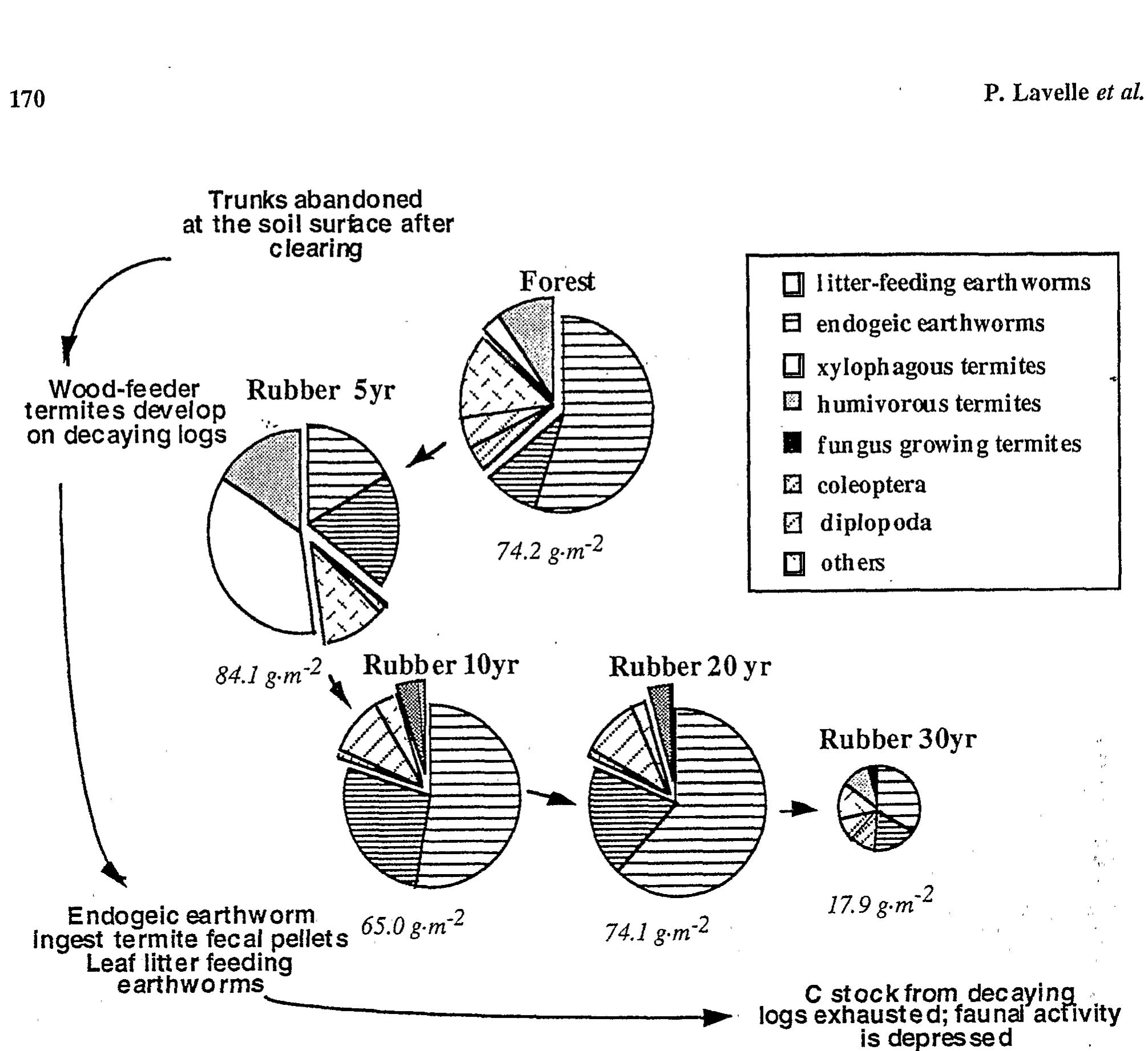 Figure 10. — Changes in soil macrofauna communities in a primary forest and a succession of ageing rubber plantations (Gilat et al., 1995)