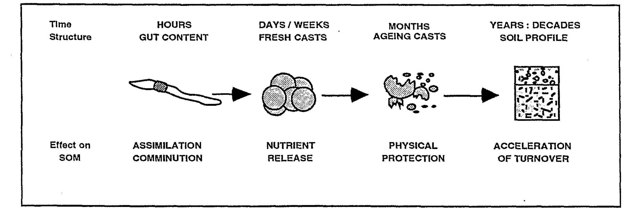 Figure 12. ~ Effects of earthworms on SOM (soil organic matter) dynamics at different scales of time and space (Lavelle, 1997) Decomposition is a cascade process whereby pri- mary dead organic material experiences a succession of physical and chemical transformations in the soil leading to mineralization of part of the resource, and storage of resistant compounds as ‘humus’ (Swift et al., 1979). Decomposition pathways and rates are determined by a hierarchical suite of factors that ope- rate at nested scales of time and space (Lavelle et al., 1993) in the following order: climate, soil characteris- tics (mainly the abundance and mineralogy of clay and nutrient status), quality of decomposing resources Effects of engineers on soil organic matter dynamics can therefore be considered at four different scales of time and space (fig. 12), encompassing: i) the transit of the intestine itself (hours); ii) the enhancement of