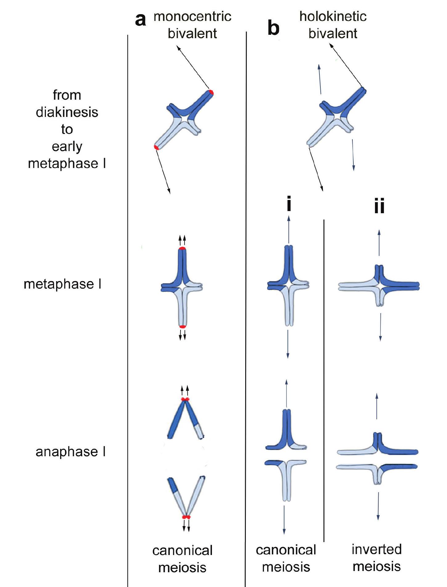 (PDF) Karyotype evolution and flexible (conventional versus inverted ...
