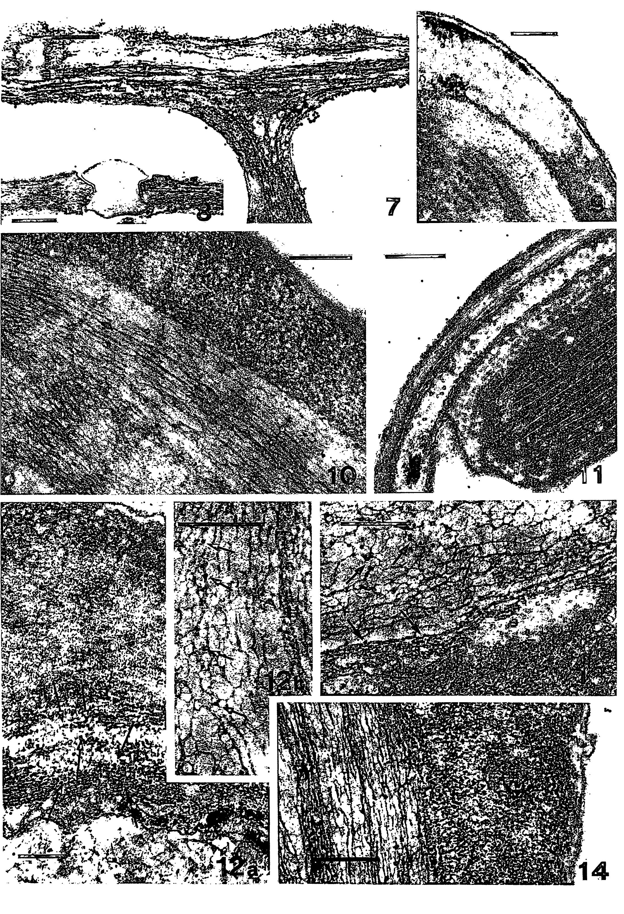 (PDF) Polysaccharide Localization in the Cell Wall of Porphyra ...