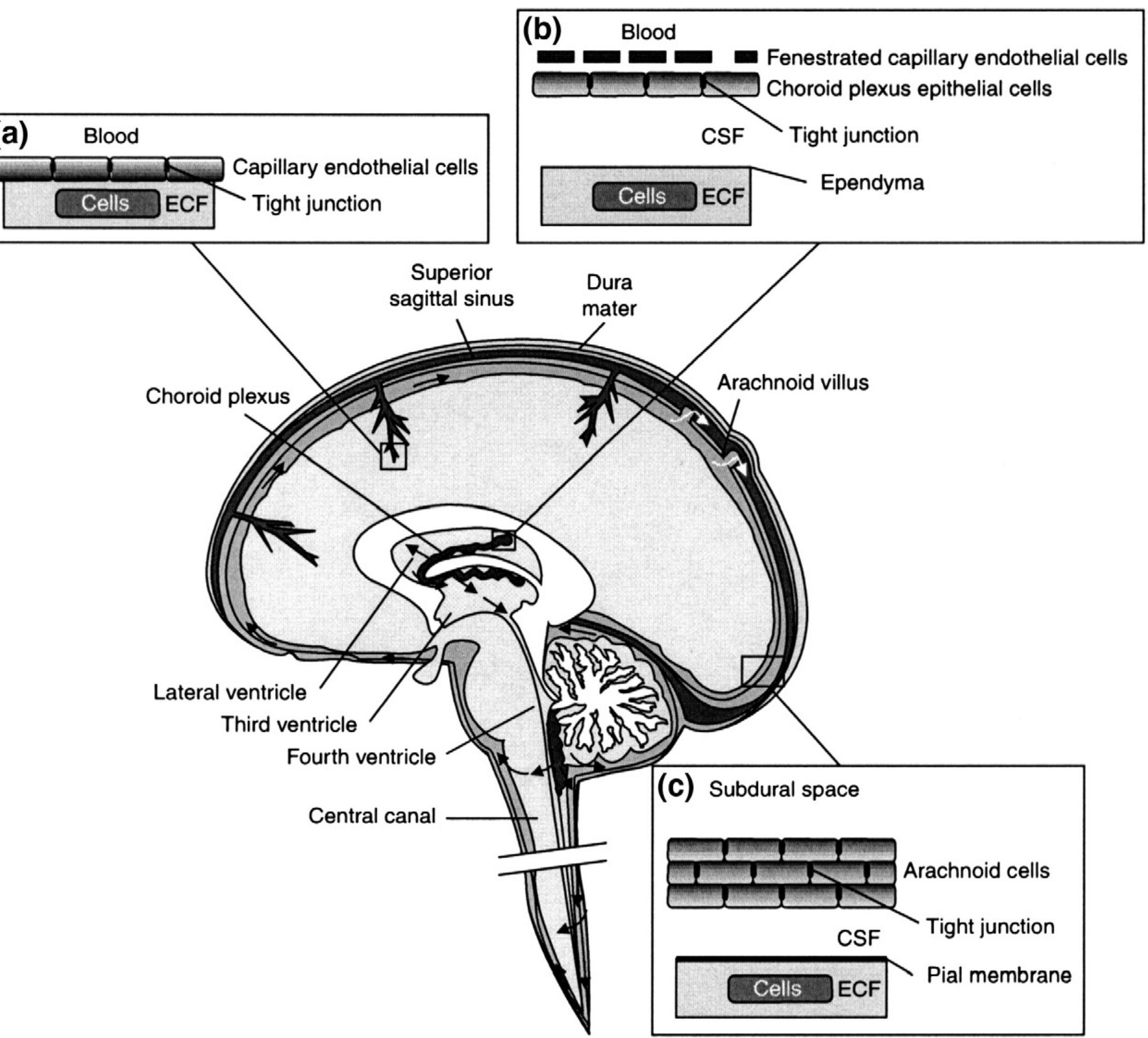 (PDF) Structure and function of the blood-brain barrier