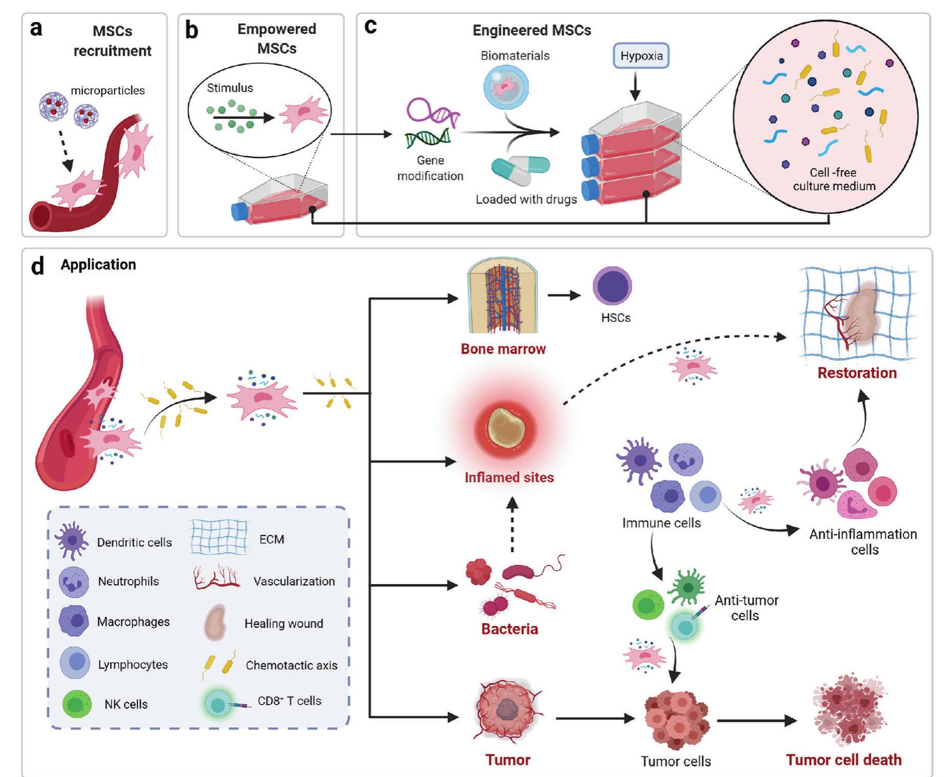 (PDF) The secretion profile of mesenchymal stem cells and potential ...