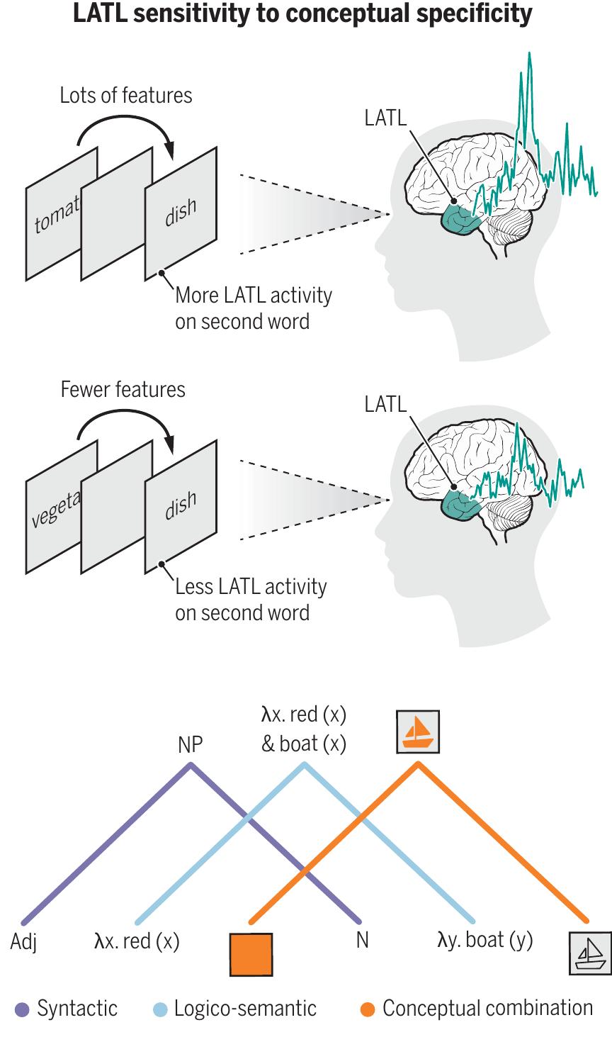 Fig. 2. Components of composition and conceptual sensitivity of the LATL. Composition is thought to subdivide into syntactic, logico-semantic, and conceptual subroutines. The LATL shows a larger signal when a more specific meaning integrates into a word from context and is therefore unlikely to reflect syntactic or logico-semantic aspects of composition (7, 9). NP, noun phrase; Adj, adjective; N, noun. 