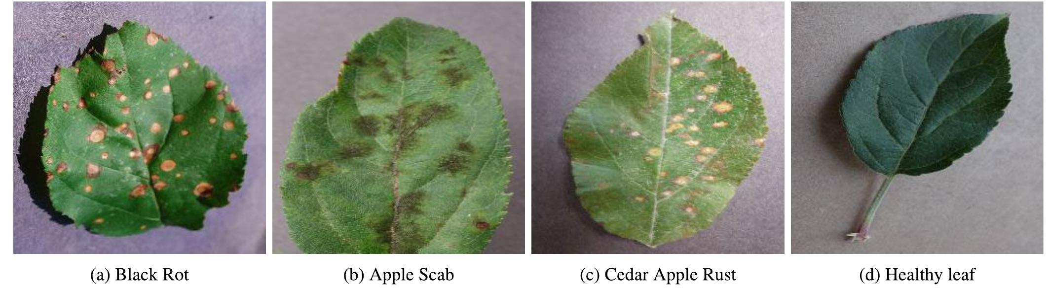 (PDF) Detection of Apple Plant Diseases Using Leaf Images Through ...